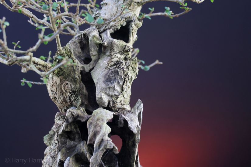 privet bonsai